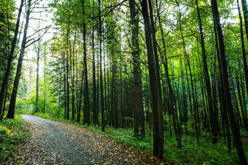 Fototapeta premium Pathway through beautiful summer forest with different trees