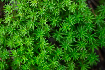 Top view photo of green moss.