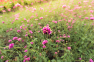 pink flower bloom  in field
