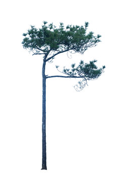 Pinus kesiya isolated on a white background.
