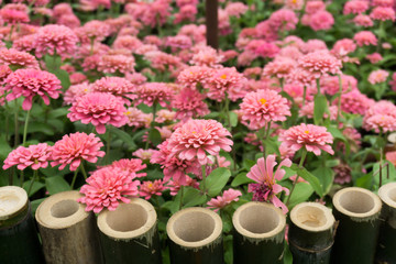 Pink flowers bloom in the garden
