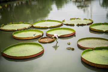 victoria lotus in thailand