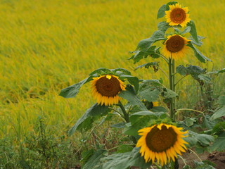 田んぼのヒマワリ