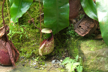 Pitcher plant from Sepilok rain forest, Borneo, Malaysia