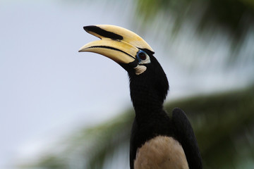 The oriental pied hornbill (Anthracoceros albirostris) from Malaysia