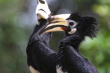 The oriental pied hornbill (Anthracoceros albirostris) from Malaysia