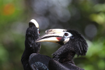The oriental pied hornbill (Anthracoceros albirostris) from Malaysia