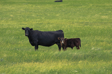 Wildlife In North Dakota © Matthew