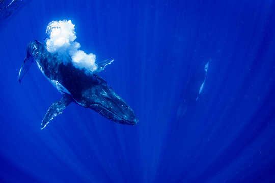 ザトウクジラのバブルネット・フィーディング
