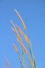 green ears of wheat against blue sky