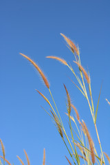 grass and blue sky
