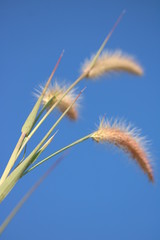 Fototapeta premium ears of wheat against blue sky