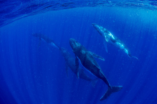 ザトウクジラの群れ