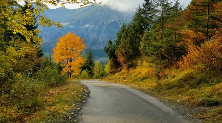 mountain path between autumn trees