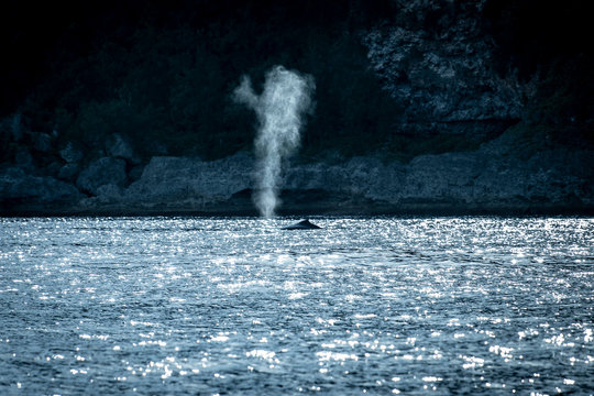 ザトウクジラのブロー