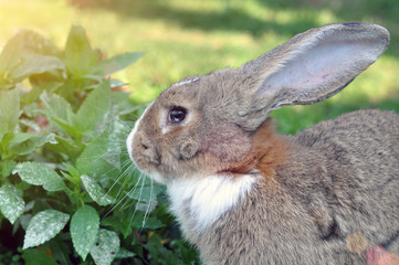 Cute gray domestic rabbit eats grass in the park.