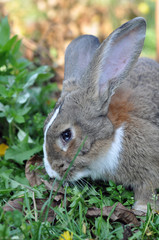 Fototapeta premium Cute gray domestic rabbit eats grass in the park.