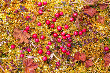 Red ripe berries of a cranberry on moss in the autumn Siberian taiga.