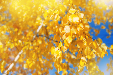 Autumn background with birch tree branches with yellow leaves. Lush yellow birch branches