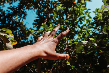 Hand reaching out to the tree