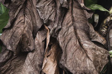 Dry leaf closeup