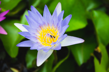 purple lotus flower with bee