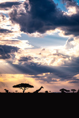 Fototapeta na wymiar Masai Mara Sunset with Giraffe