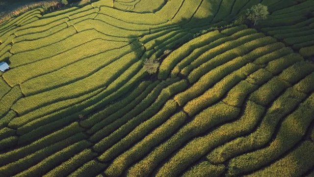 Rice terrace fields or Ladder rice field in aerial view at Pabongpeang , Maejam Village , Chaingmai Province of Thailand 