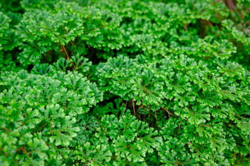 The background image is a small, bright green tree.