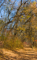 Fototapeta na wymiar image of autumn forest landscape closeup