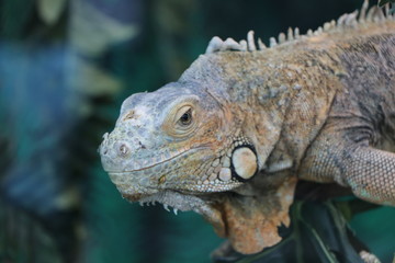 Iguana is sitting on a tree branch.