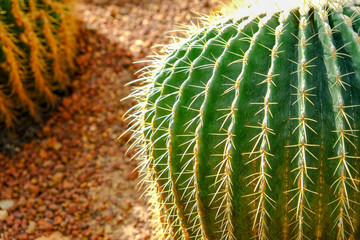 Group of cactus plants in a large glass house