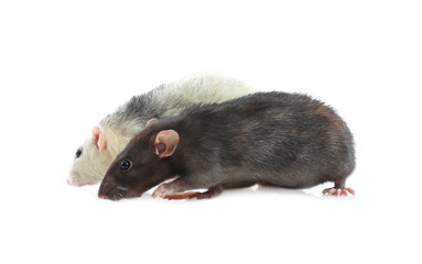 Cute rats on white background. Small rodent