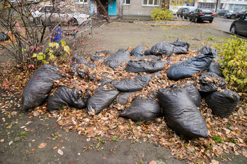 Black plastic bags with collected fallen yellow leaves in a city park in the fall. Cleaning fallen leaves in the autumn park in bags. Caring for the city and the environment.