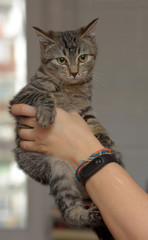 young european shorthair cat in the hands