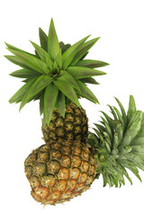 Fototapeta premium Two tropical Pineapple Fruit