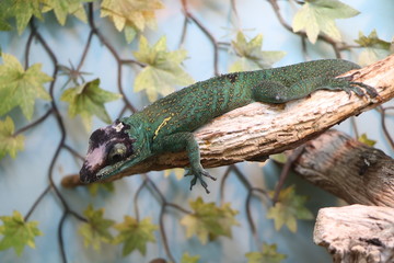 Anois of Baracoas sitting on a tree branch.