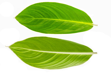 Obraz premium green leaf on white background.