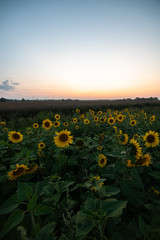 Fototapeta premium Sunflowers at sunset time