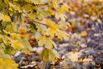 Autumn view. Yellow and Orange Maple Leaves. Background of group autumn yellow leaves