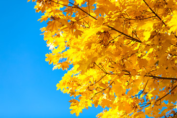 Autumn view. Yellow and Orange Maple Leaves on blue sky background