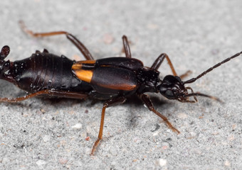 Macro Photo of Earwig on The Floor