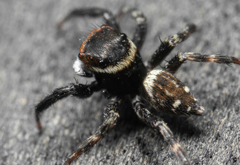 Macro Photo of Jumping Spider on The Floor