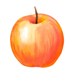 apple on an isolated white background, watercolor painting, hand drawing