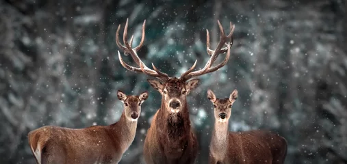 Crédence en verre imprimé Cerf Famille de cerfs nobles dans la forêt de neige d& 39 hiver. Paysage de Noël d& 39 hiver artistique. Des merveilles d& 39 hiver.
