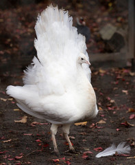 The white peacock.  Peacocks are considered to be one of the most gorgeous and amazing birds on Earth. Due to its exquisite appearance, it has been kept at home since ancient times.
