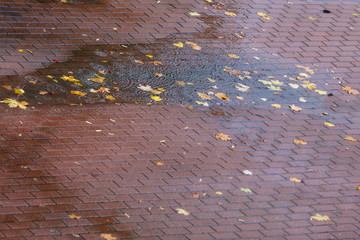 Autumn pavement with puddles and leaves