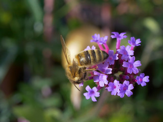 Honigbiene auf lila Blüte einer Verbenum