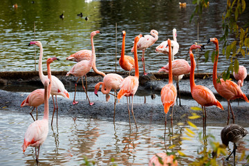 Fototapeta na wymiar Pink flamingo. Amazingly beautiful plumage and Regal posture rightly puts flamingos in the ranks of the first beauties among birds. The homeland of the red Flamingo is the coast and Islands of the Ca
