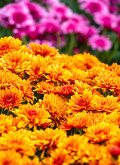Colorful Mum or Chrysanthemum flowers for sale in autumn
